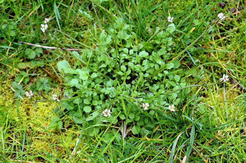 Cardamine hirsuta L., 1753 #78353
