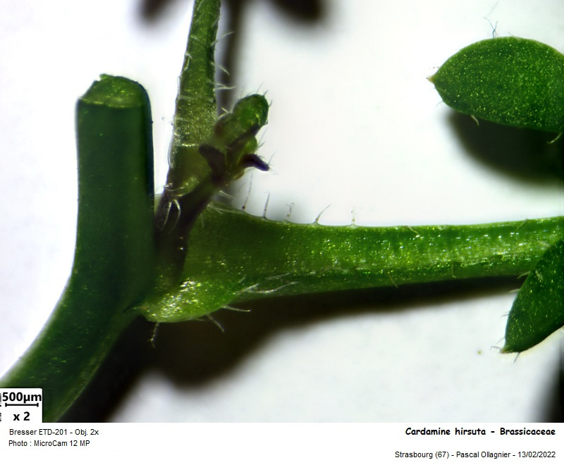 Cardamine hirsuta L., 1753 #78355
