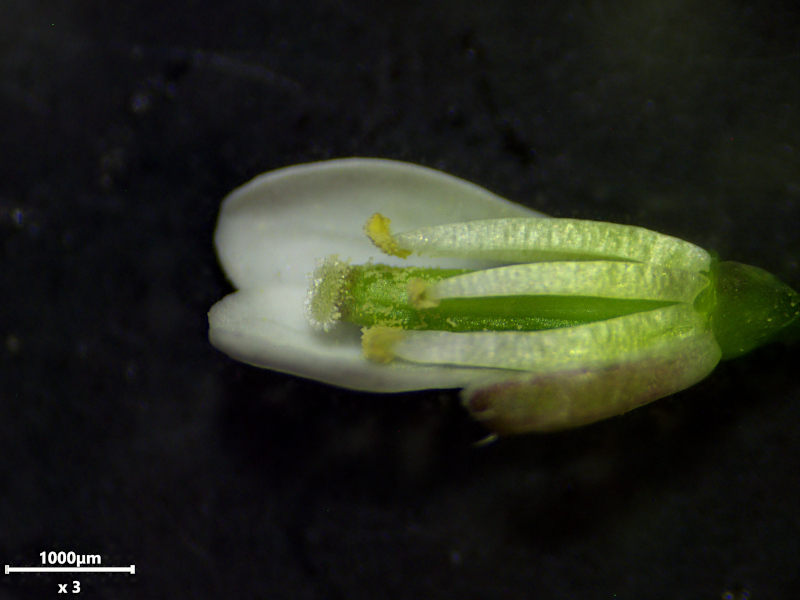 Cardamine hirsuta L., 1753 #78364