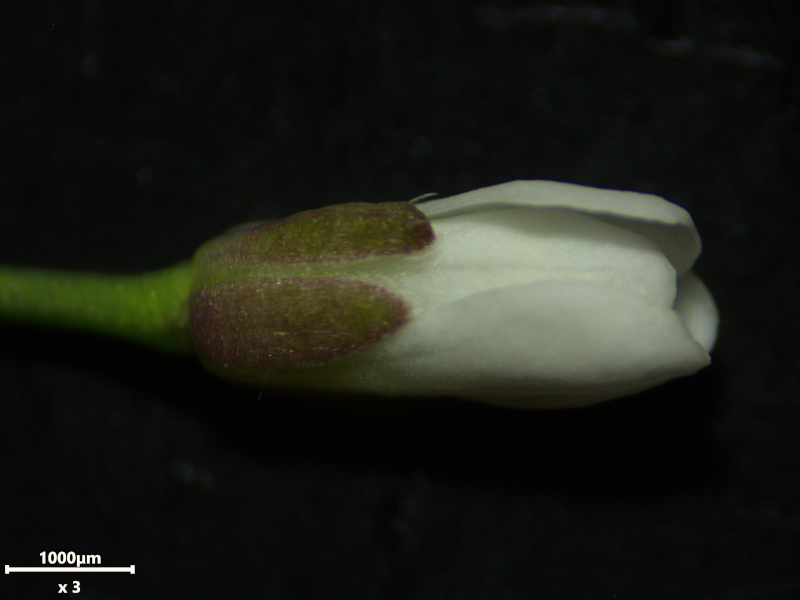 Cardamine hirsuta L., 1753 #78363