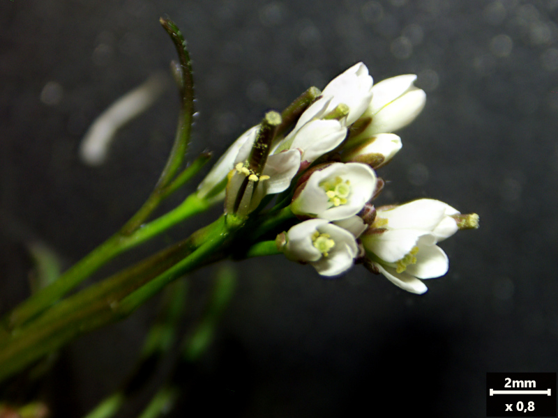 Cardamine hirsuta L., 1753 #78367
