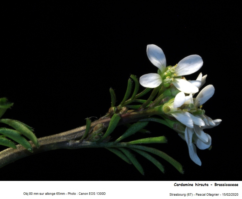 Cardamine hirsuta L., 1753 #78359