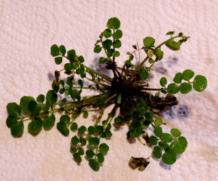 Cardamine hirsuta L., 1753 #78352