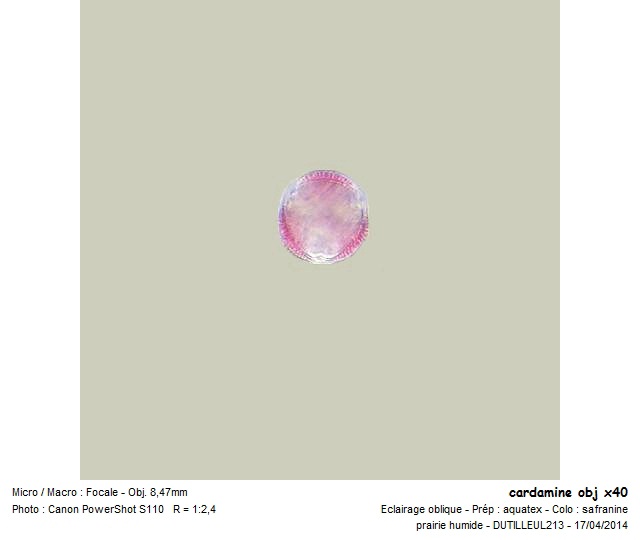CARDAMINE PRATENSIS - CARDAMINE DES PRES #37194