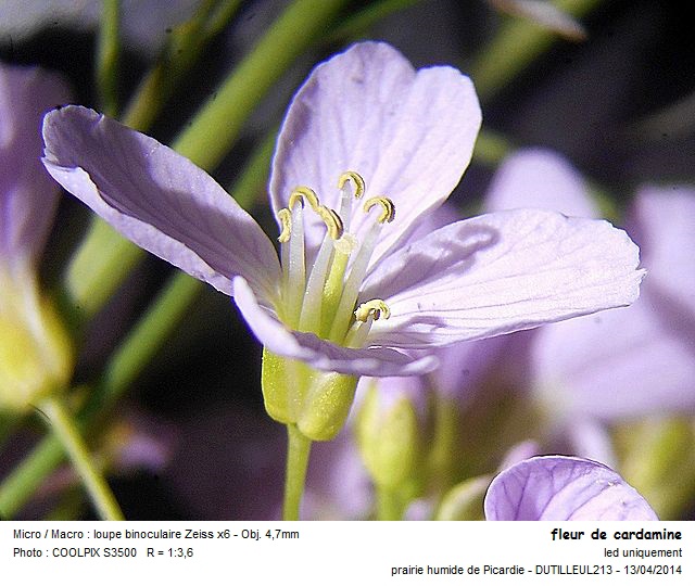 CARDAMINE PRATENSIS - CARDAMINE DES PRES #37195