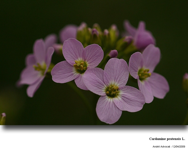 Cardamine pratensis L. #10805