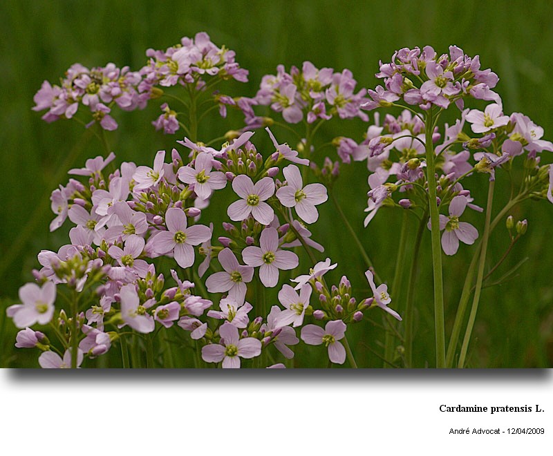 Cardamine pratensis L. #10804