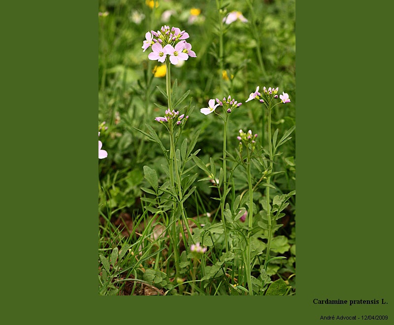 Cardamine pratensis L. #10803