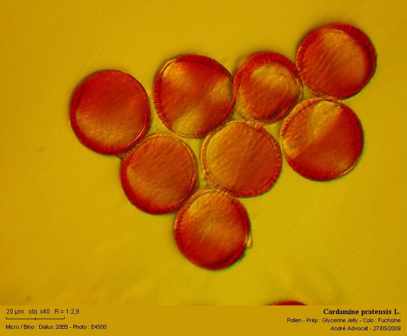 Cardamine pratensis L. #49304