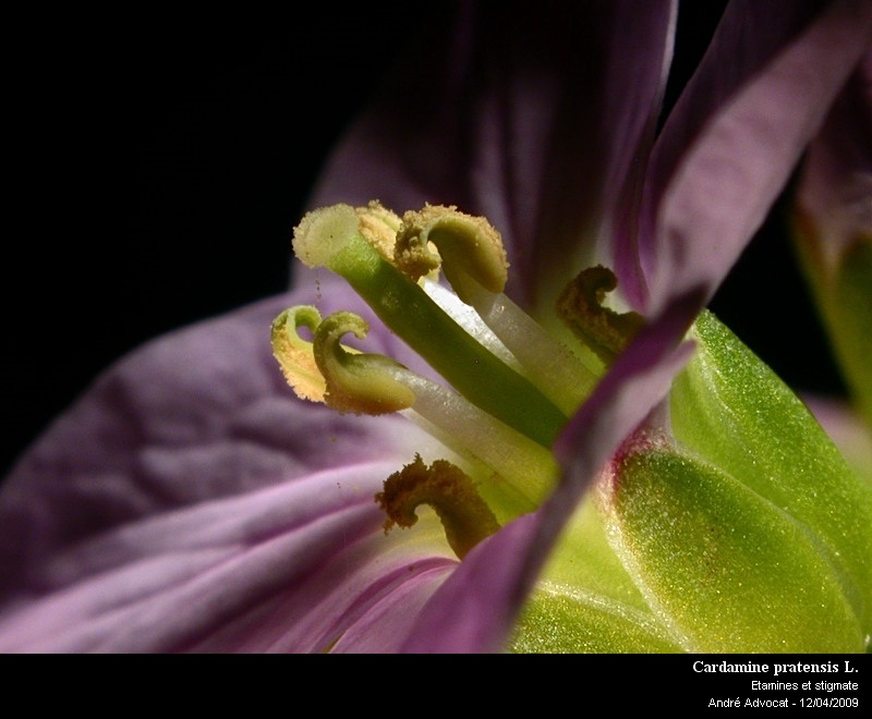 Cardamine pratensis L. #10806