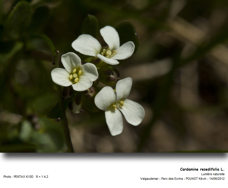 Cardamine resedifolia L. - Cardamine à feuilles de réséda #27410