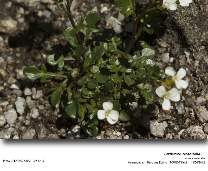 Cardamine resedifolia L. - Cardamine à feuilles de réséda #27411