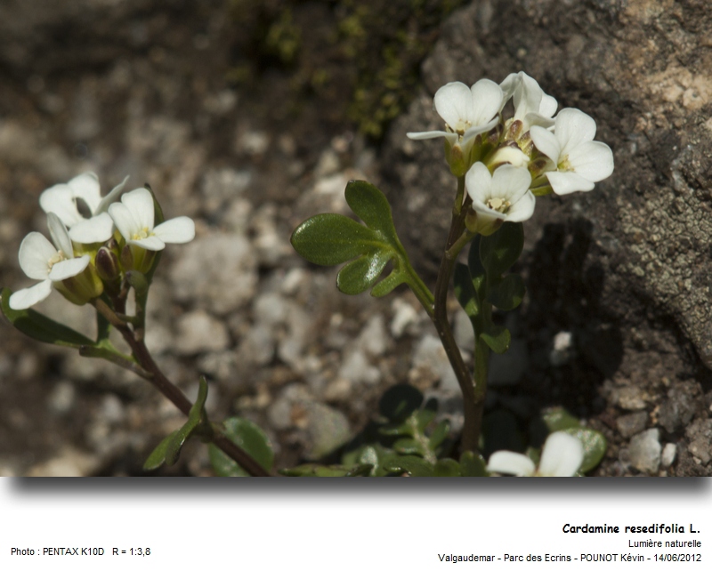 Cardamine resedifolia L. - Cardamine à feuilles de réséda #27412