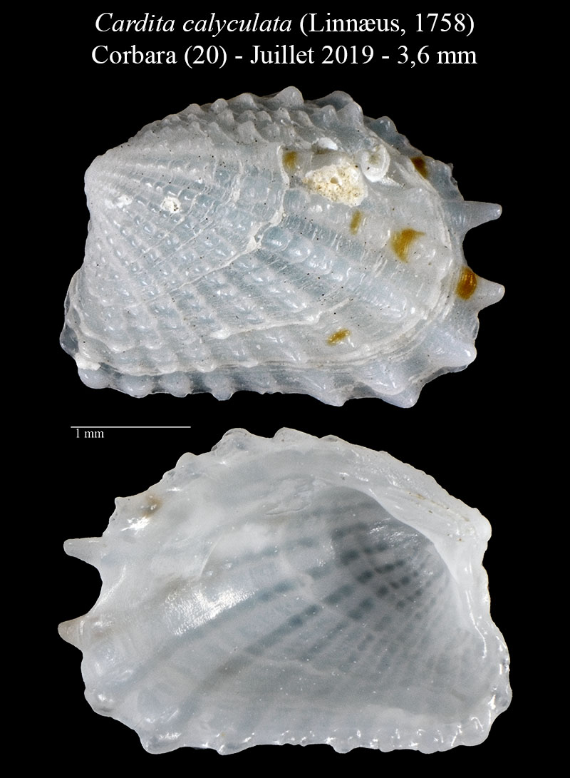 Cardita calyculata #60543