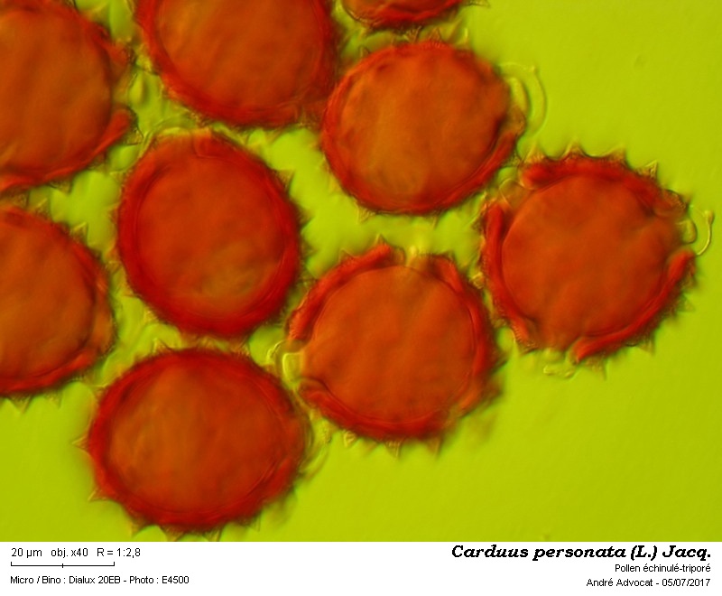 Carduus personata (L.)Jacq. #50531