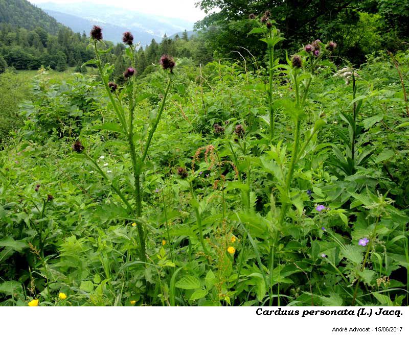 Carduus personata (L.) Jacq. #50520