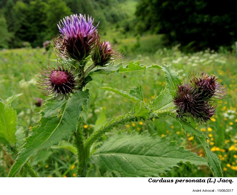 Carduus personata (L.) Jacq. #50521
