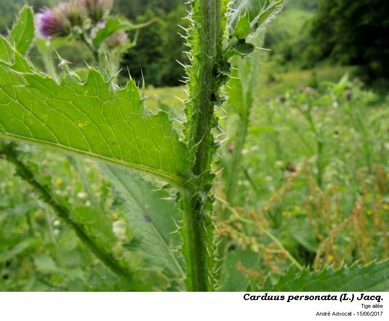 Carduus personata (L.) Jacq. #50523