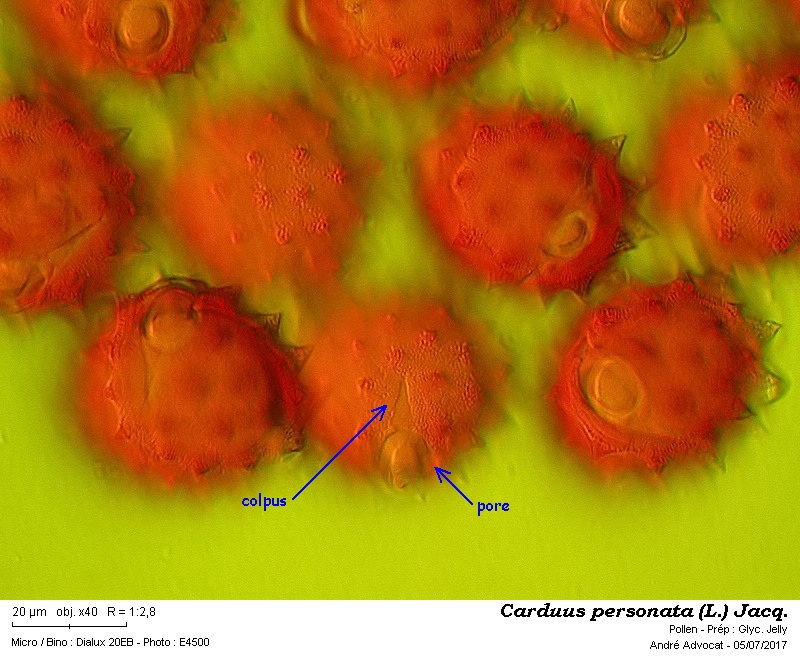Carduus personata (L.)Jacq. #50532