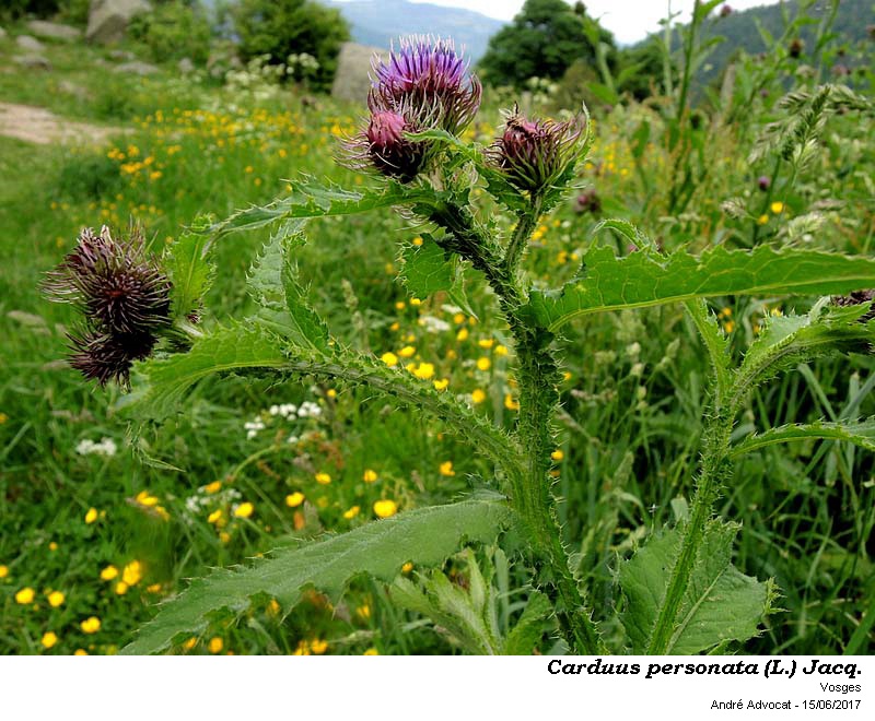 Carduus personata (L.)Jacq. #50534