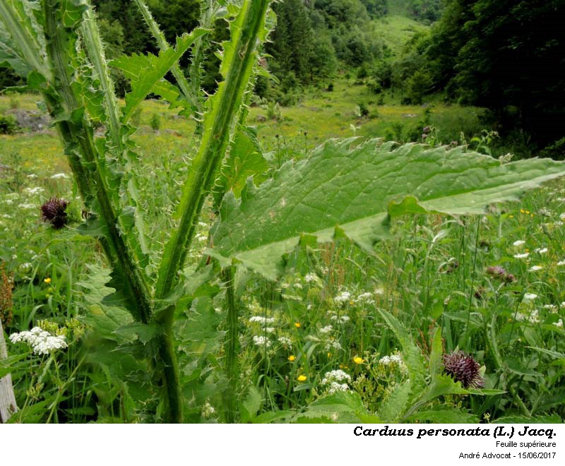 Carduus personata (L.) Jacq. #50522