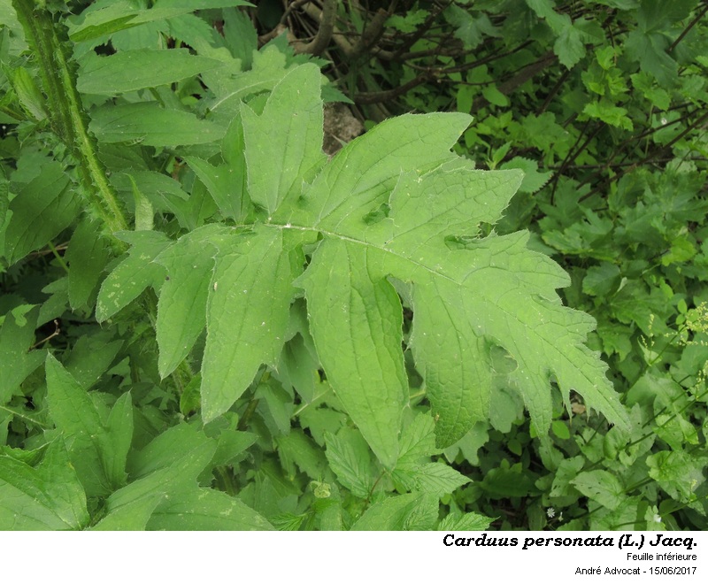 Carduus personata (L.) Jacq. #50524