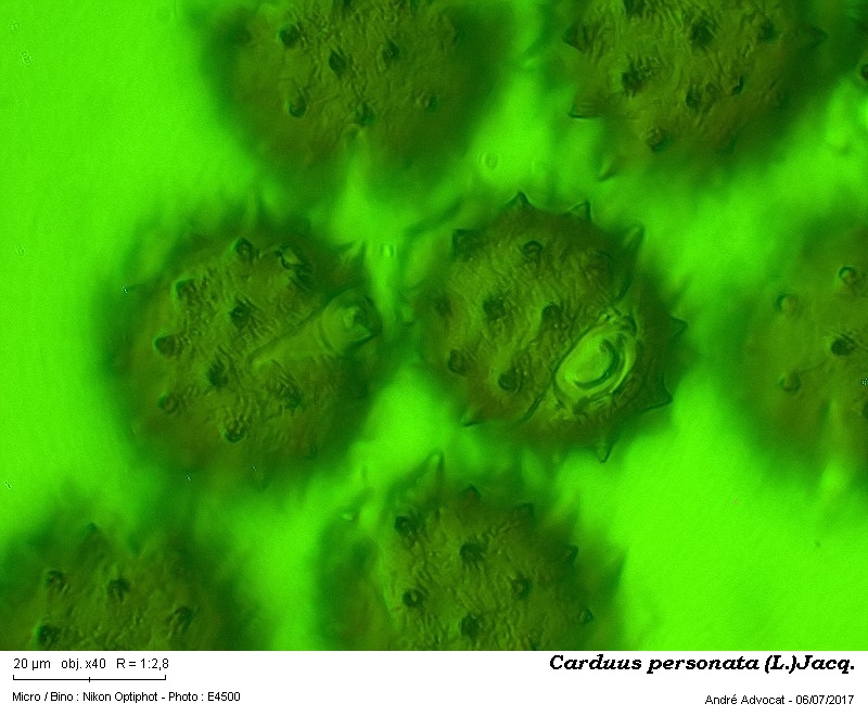 Carduus personata (L.)Jacq. #50533