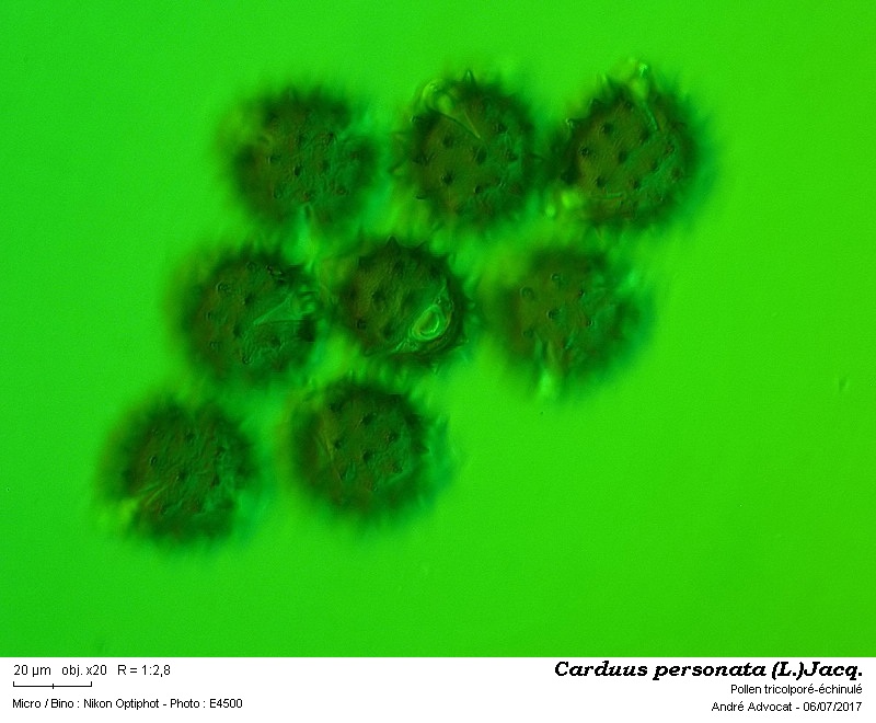 Carduus personata (L.)Jacq. #50530