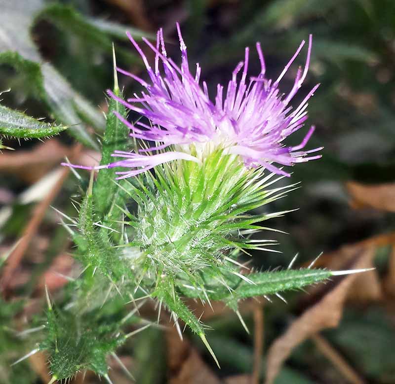 Carduus pycnocephalus #51407