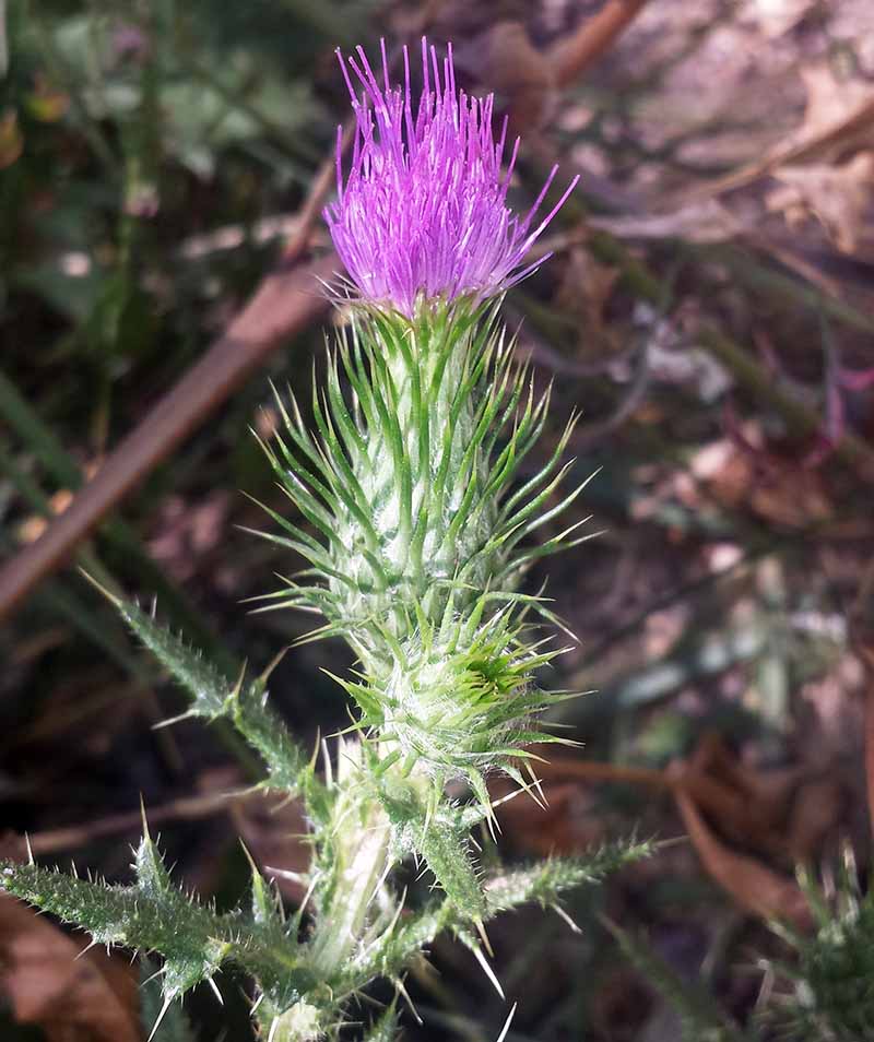 Carduus pycnocephalus #51406