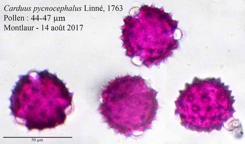 Carduus pycnocephalus #51413