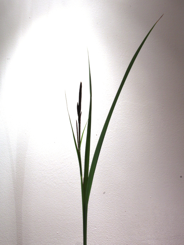 Carex acutiformis - Laîche des marais #82499