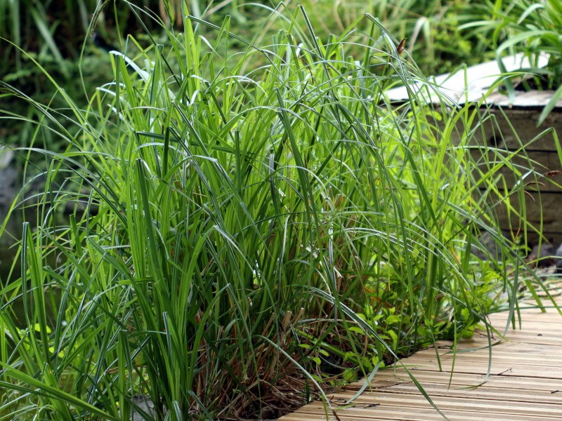 Carex acutiformis - Laîche des marais #82497