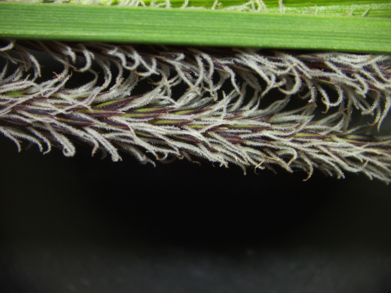 Carex acutiformis - Laîche des marais #82510