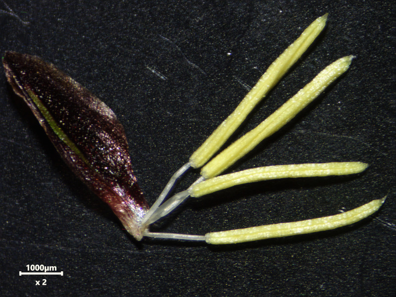 Carex acutiformis - Laîche des marais #82509