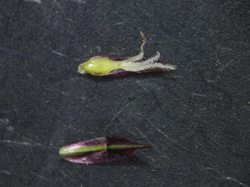Carex acutiformis - Laîche des marais #82512