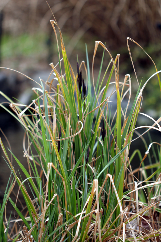 Carex acutiformis - Laîche des marais #82496