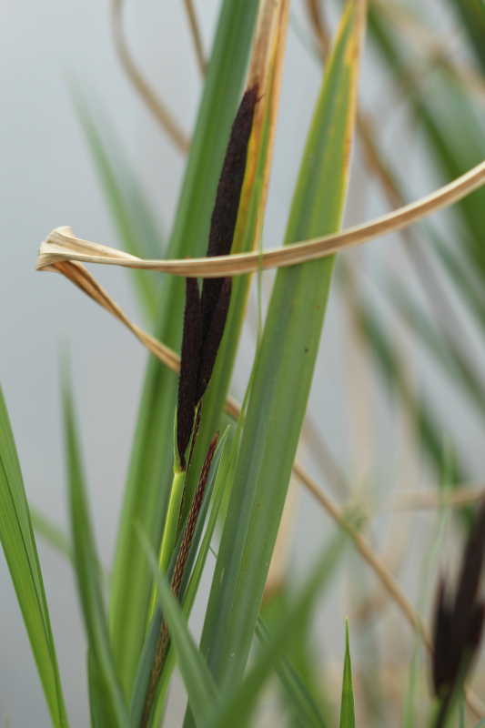 Carex acutiformis - Laîche des marais #82498