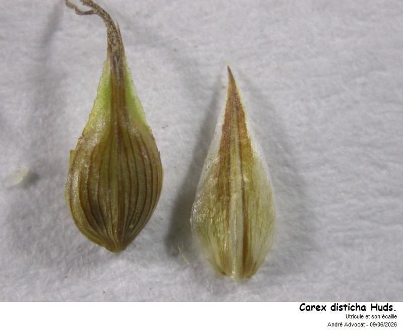 Carex disticha Huds. #86249
