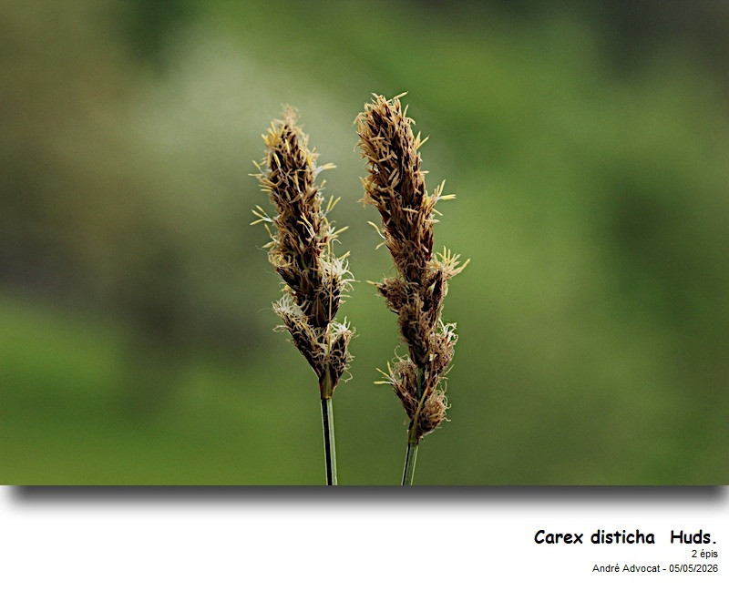 Carex disticha Huds. #86244