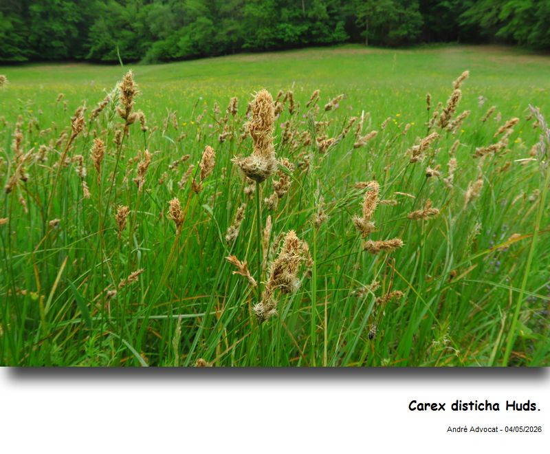 Carex disticha Huds. #86247