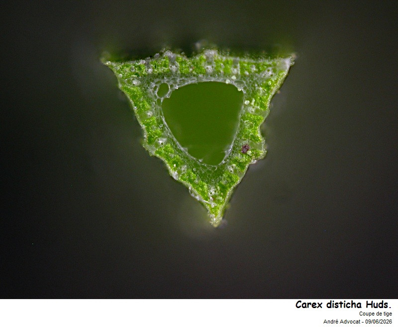 Carex disticha Huds. #86246