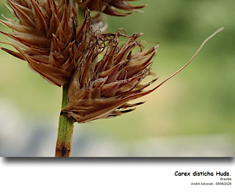 Carex disticha Huds. #86245