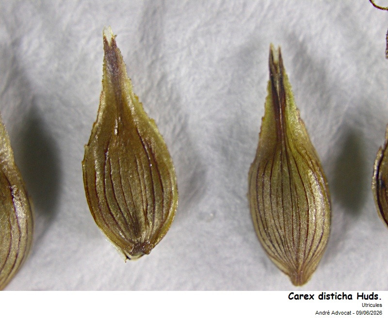 Carex disticha Huds. #86248