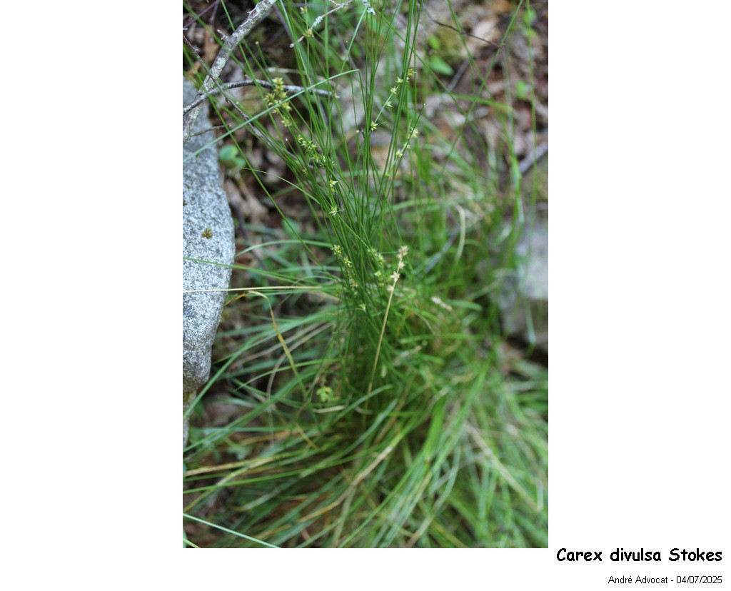 Carex divulsa Stokes #82750