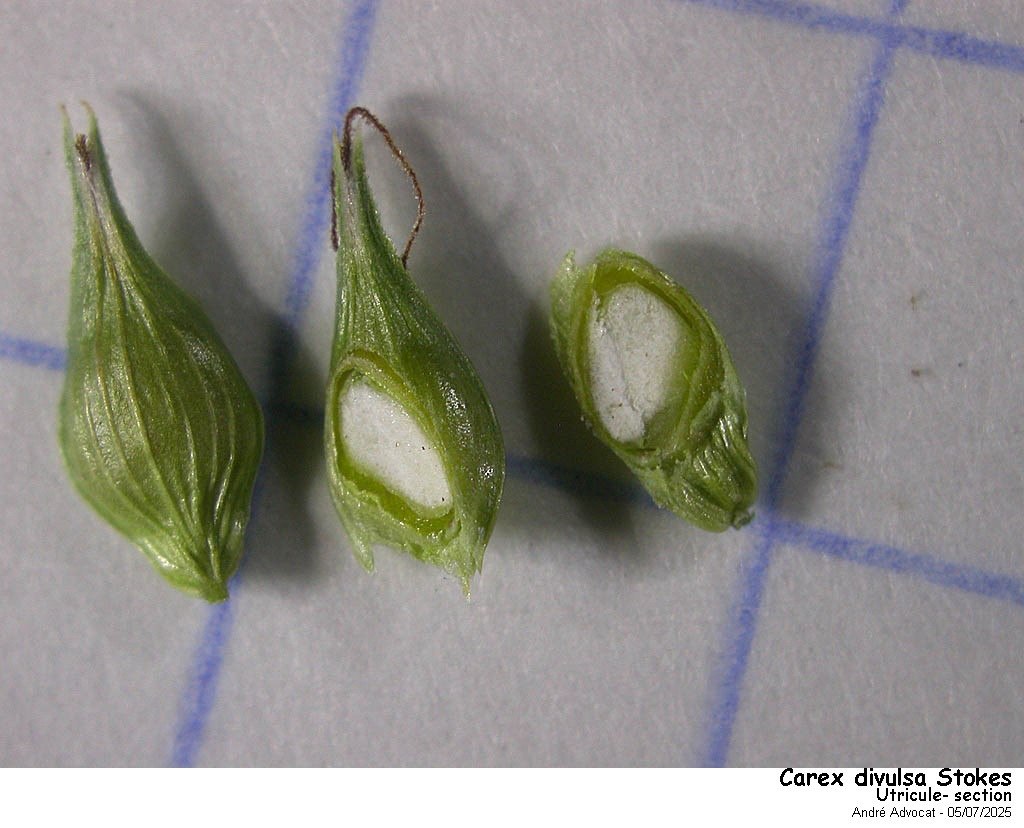 Carex divulsa Stokes #82756