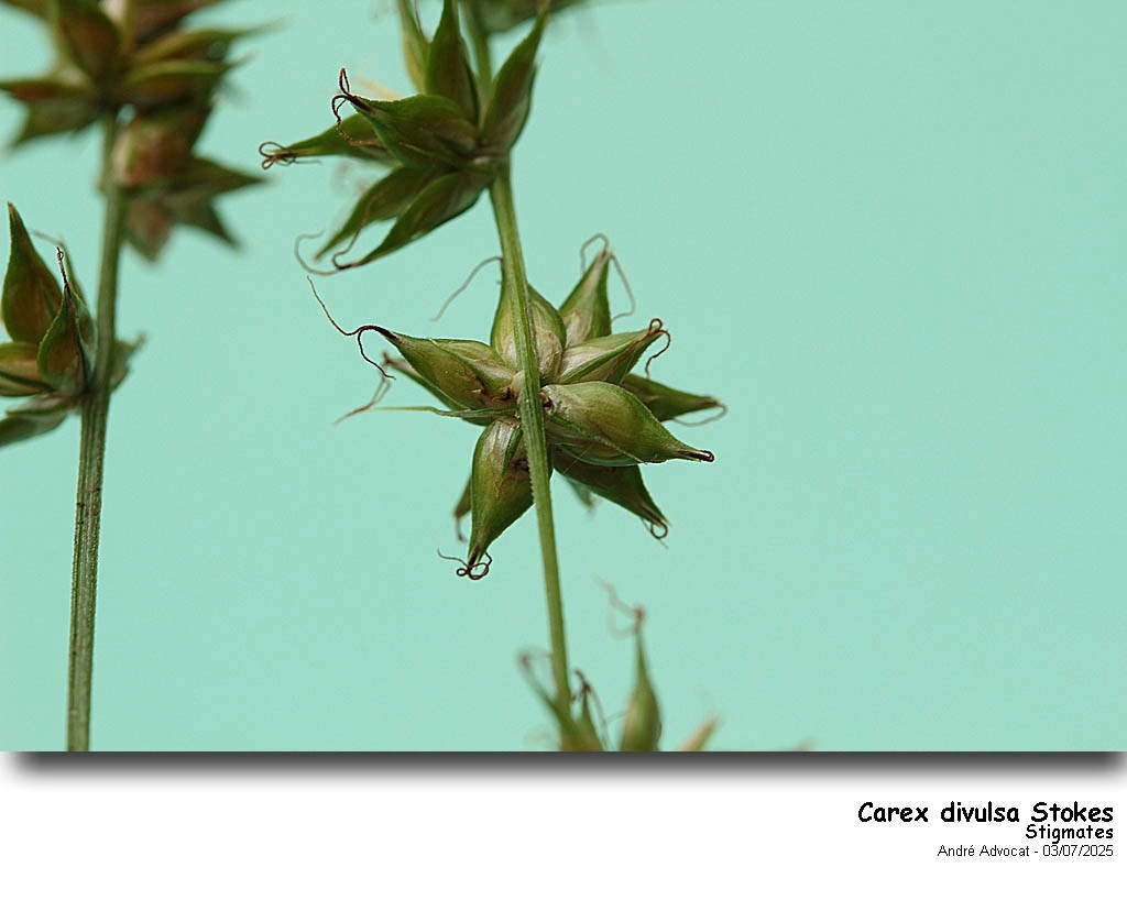 Carex divulsa Stokes #82753