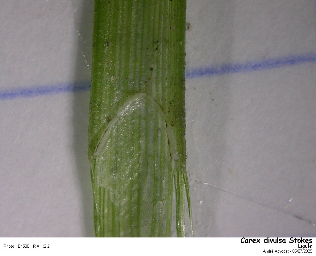 Carex divulsa Stokes #82755