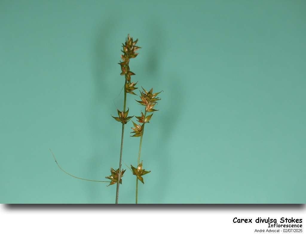 Carex divulsa Stokes #82751