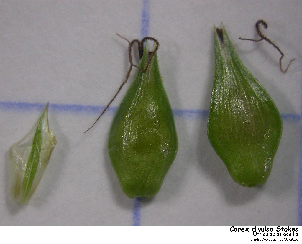 Carex divulsa Stokes #82754